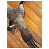 LL - Goose Taxidermy Mount