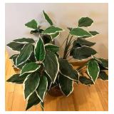 DR - Dieffenbachia Variegated Faux Plant - 33-Inch Tall in Woven Basket
