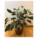 DR - Dieffenbachia Variegated Faux Plant - 33-Inch Tall in Woven Basket