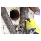 Birdhouse - Birch Bark Cottage Style with Yellow Finch Figurine 8'L x 8'W x 7'H