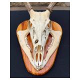 Whitetail Deer Skull with Antlers Taxidermy Mount on Wood Plaque