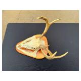 Whitetail Deer Skull with Antlers Taxidermy Mount on Wood Plaque