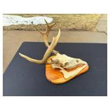 Whitetail Deer Skull with Antlers Taxidermy Mount on Wood Plaque