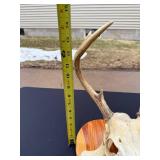 Whitetail Deer Skull with Antlers Taxidermy Mount on Wood Plaque