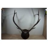 Wall-Mounted Elk Horns - Stained