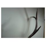 Wall-Mounted Elk Horns - Stained