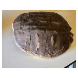 Snapping Turtle shell measuring approximately 12 inches