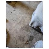 Various Exercise and Fitness Equipment including Mobility Wall Pro Series, Pilate Ring, and Dumbbells