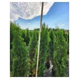 Emerald Green Arborvitae 5' - 6' Emerald Green Arborvitae 5' - 6'