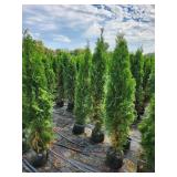 Emerald Green Arborvitae 5' - 6' Emerald Green Arborvitae 5' - 6'