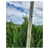 Emerald Green Arborvitae 5' - 6' Emerald Green Arborvitae 5' - 6'