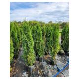 Emerald Green Arborvitae 5' - 6' Emerald Green Arborvitae 5' - 6'