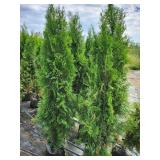 Emerald Green Arborvitae 5' - 6' Emerald Green Arborvitae 5' - 6'