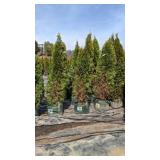 Emerald Green Arbovitae - 5-6' - Lot of 10 Trees Emerald Green Arbovitae - 5-6' - Lot of 10 Trees