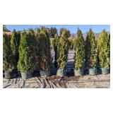 Emerald Green Arbovitae - 5-6' - Lot of 10 Trees Emerald Green Arbovitae - 5-6' - Lot of 10 Trees