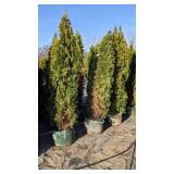 Emerald Green Arbovitae - 5-6' - Lot of 10 Trees Emerald Green Arbovitae - 5-6' - Lot of 10 Trees