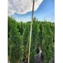 Spring Arborvitae Tree Sale - Emerald Green 5' - 6' Trees