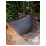 Large Peace Lily Plant - Live Plant!