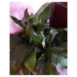 Large Peace Lily Plant - Live Plant!