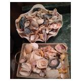 Lot of Seashells