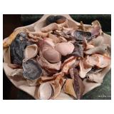 Lot of Seashells