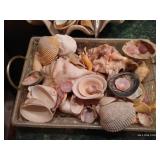 Lot of Seashells