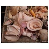 Lot of Seashells