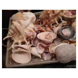 Lot of Seashells