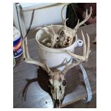 Bucket of Deer Racks with Skulls