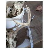 Bucket of Deer Racks with Skulls