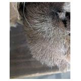 Rolled Up- Deer Hide