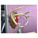 Nice - White Tails Deer - Antler Mount