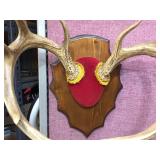 Nice - White Tails Deer - Antler Mount