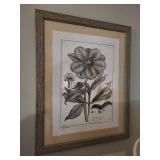 Papaver somniferum Botanical Prints - Framed (2) 31x25 cm Each
