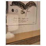 Papaver somniferum Botanical Prints - Framed (2) 31x25 cm Each