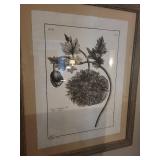 Papaver somniferum Botanical Prints - Framed (2) 31x25 cm Each
