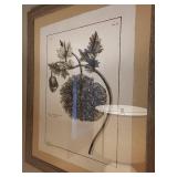 Papaver somniferum Botanical Prints - Framed (2) 31x25 cm Each