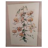 Lilium Henryi Botanical Print - Framed Artwork