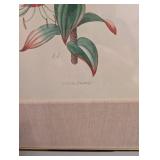 Lilium Henryi Botanical Print - Framed Artwork