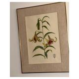 Lilium nepalense - Botanical Prints (Lot of 2)