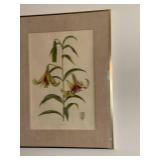 Lilium nepalense - Botanical Prints (Lot of 2)