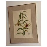 Lilium nepalense - Botanical Prints (Lot of 2)