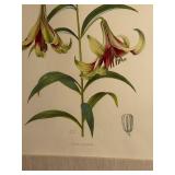 Lilium nepalense - Botanical Prints (Lot of 2)