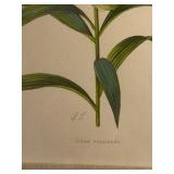Lilium nepalense - Botanical Prints (Lot of 2)