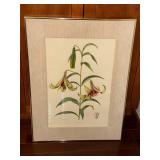 Lilium nepalense - Botanical Prints (Lot of 2)