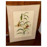 Lilium nepalense - Botanical Prints (Lot of 2)