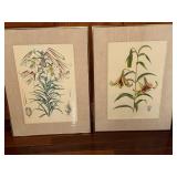Lilium nepalense - Botanical Prints (Lot of 2)