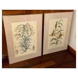Lilium nepalense - Botanical Prints (Lot of 2)
