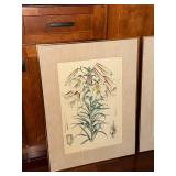 Lilium nepalense - Botanical Prints (Lot of 2)