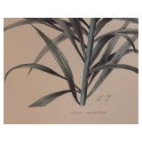 Lilium nepalense - Botanical Prints (Lot of 2)